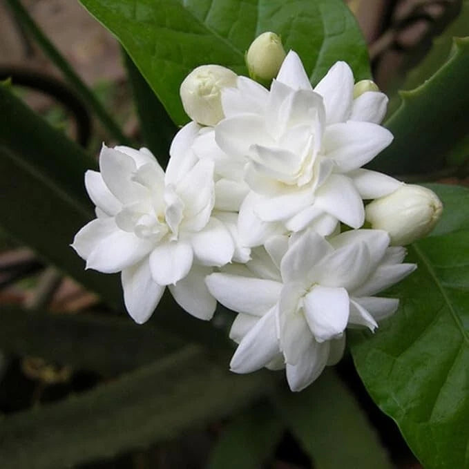 arabian jasmine plant indoors Fragrant Arabian Jasmine Live Plant 10" Tall with Buds