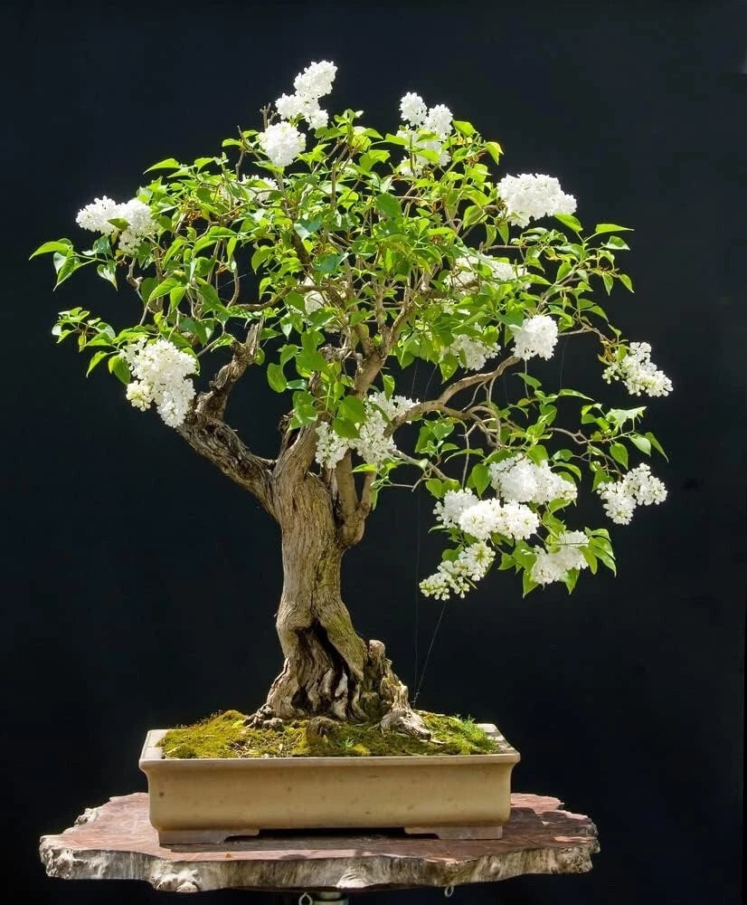 lilac bonsai tree Japanese White Lilac Bonsai Seeds (30 Seeds) - Syringa reticulata
