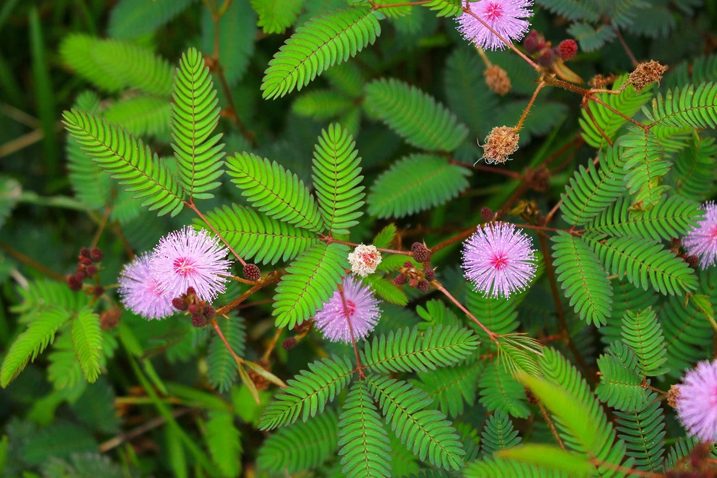 Mimosa Flower Seeds - 20 Pack - Pollinator Friendly - Albizia julibrissin - Made in USA, Ships from Iowa