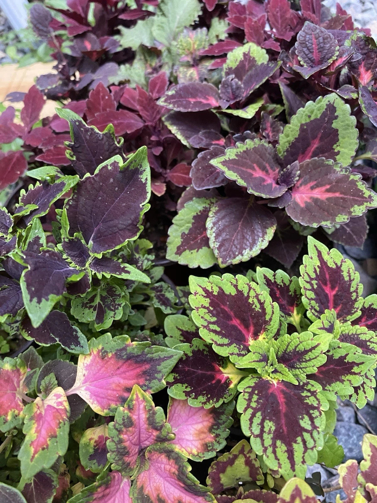 Coleus Live Rooted Cuttings - 5 Varieties Assorted Colors - Coleus blumei
