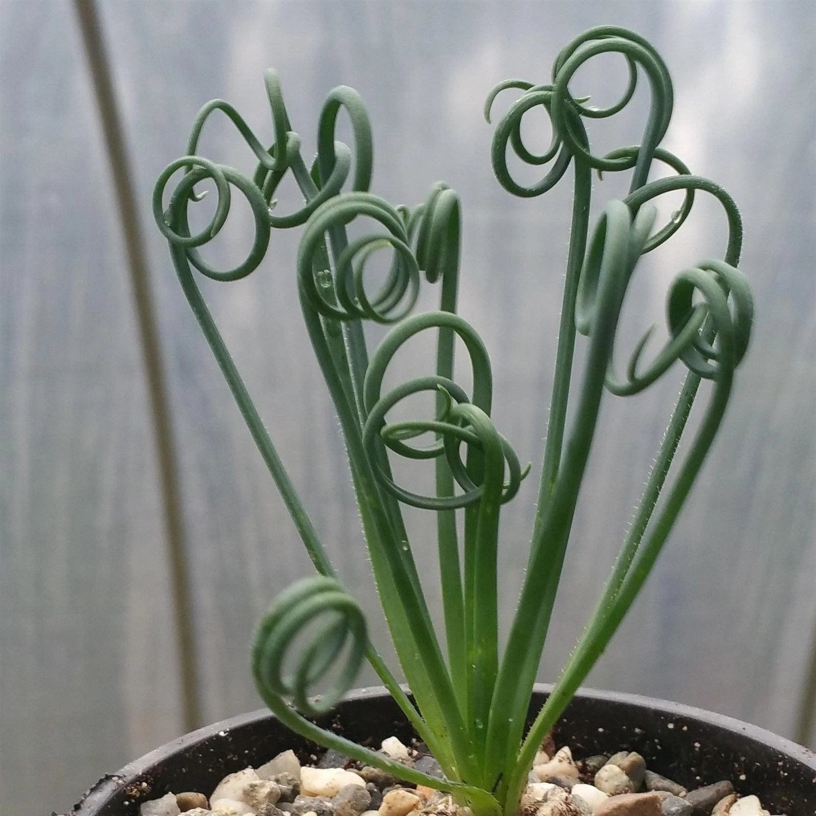 indoor spiral plant Frizzle Sizzle Plant - Albuca spiralis - Live Cacti Succulent - Unique Spiral Leaves
