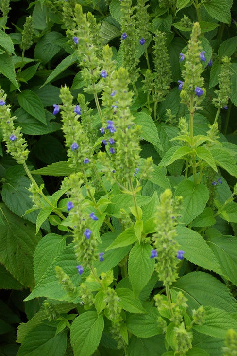 chia seeds in garden Chia Seeds Non-GMO - Salvia hispanica - Various Sizes Available