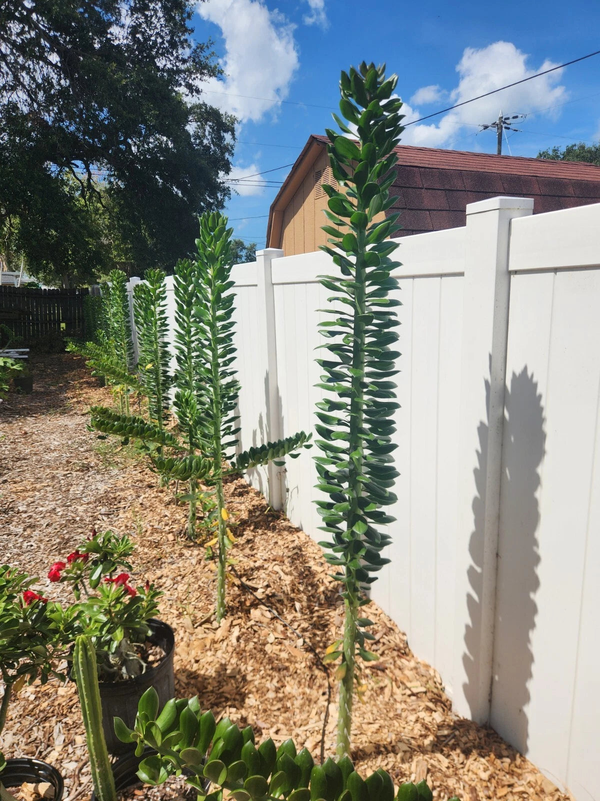 succulent with thick stem Giant Pereskiopsis Cuttings 5" - Thick Stem Succulent - Ideal for Cactus Propagation