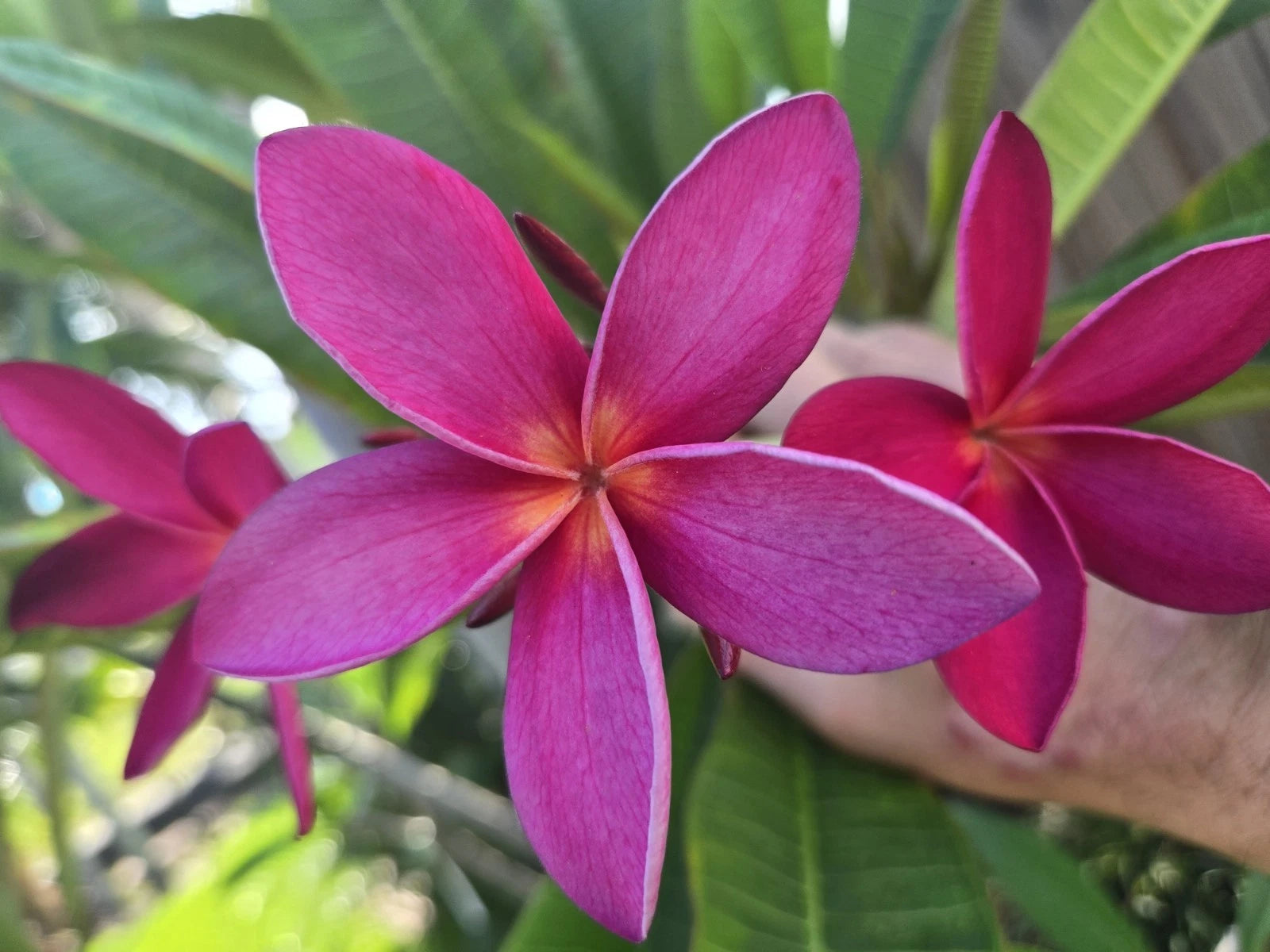 Rare Hawaiian Plumeria Cutting - KANEOHE SUNSET - Fragrant Tropical Plant