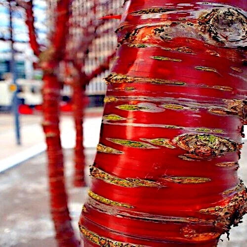 Tibetan Paper Birchbark Cherry Tree Seeds - Prunus serrula - Hardy with Shiny Bark - Ideal for Gardens and Landscaping
