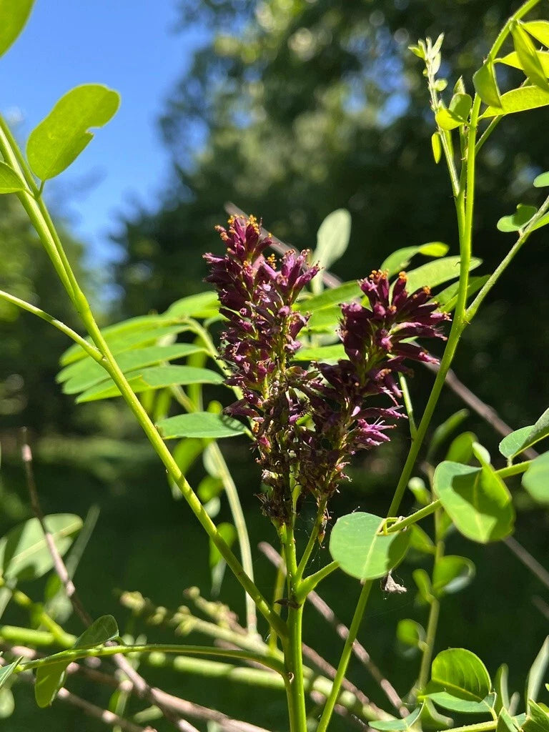 planting false indigo seeds False Indigo Bush Seeds - 400+ Count - Purple - Amorpha fruticosa