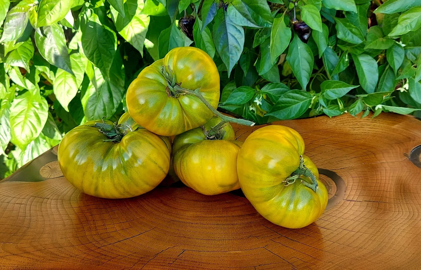 Cherokee Green Tomato Seeds - Organic Heirloom - 10+ Rare Non-GMO Seeds - Perfect for Home Gardening