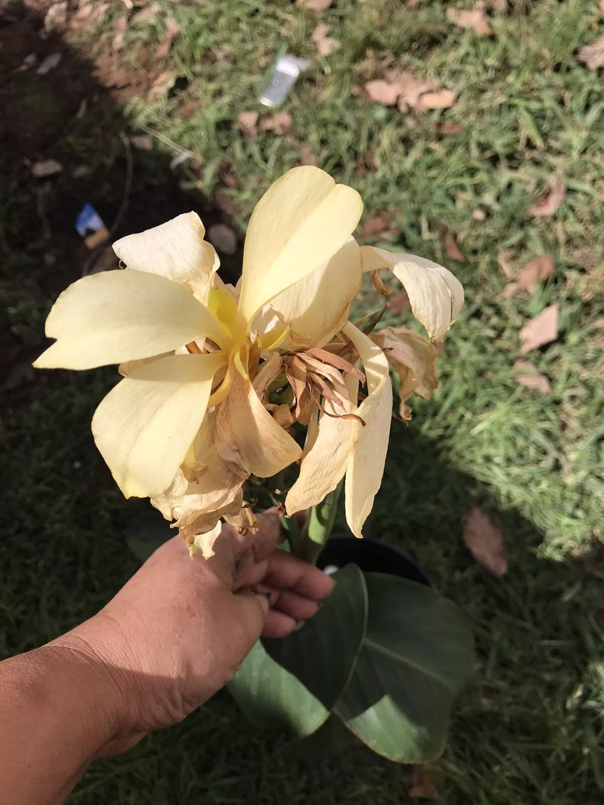 Ivory Canna Lily Live Plant Rhizome in Gallon Pot - Rare Color, No Bulbs, Canna indica