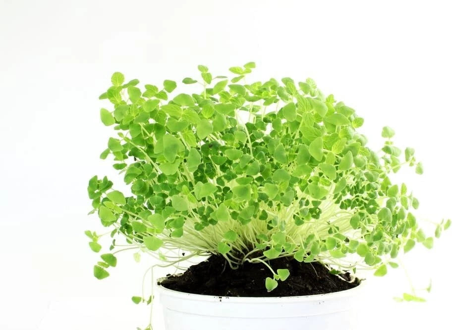 chia seeds in garden Chia Seeds for Planting - Microgreens Variety - Salvia hispanica