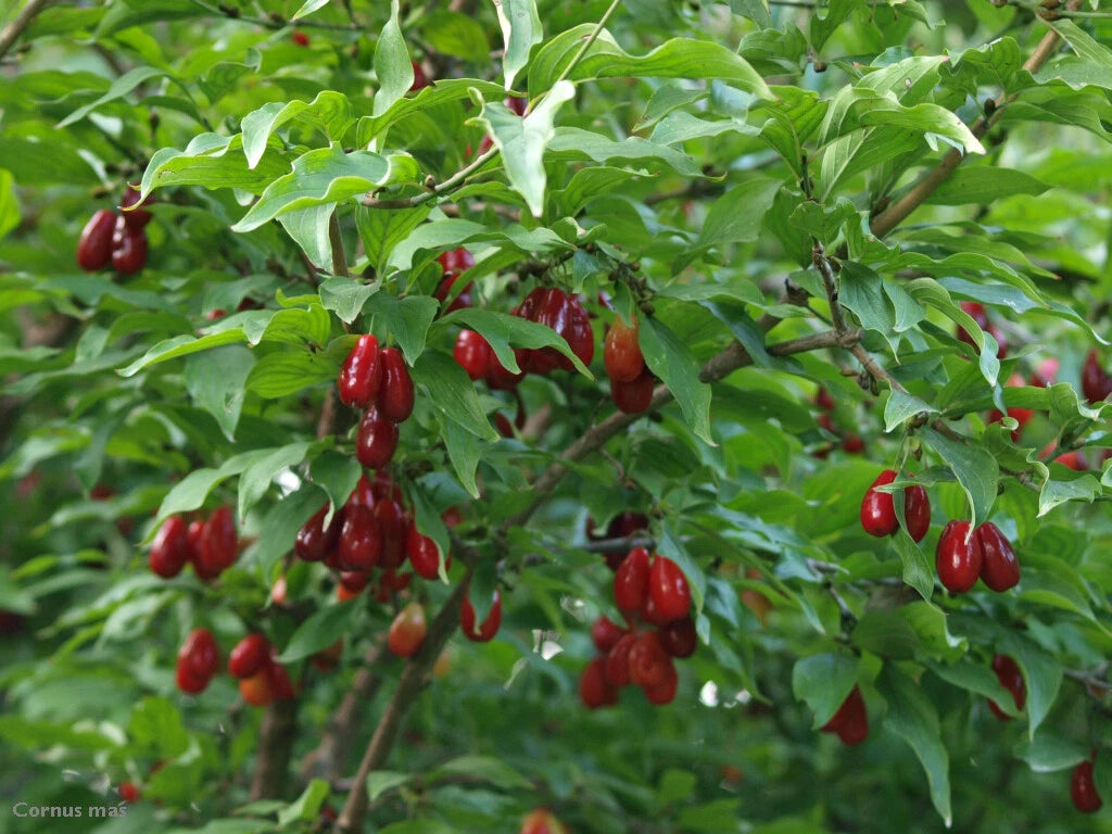 Cornelian Cherry Dogwood Tree Seeds, Edible & Hardy, Showy Fruit, Cornus mas