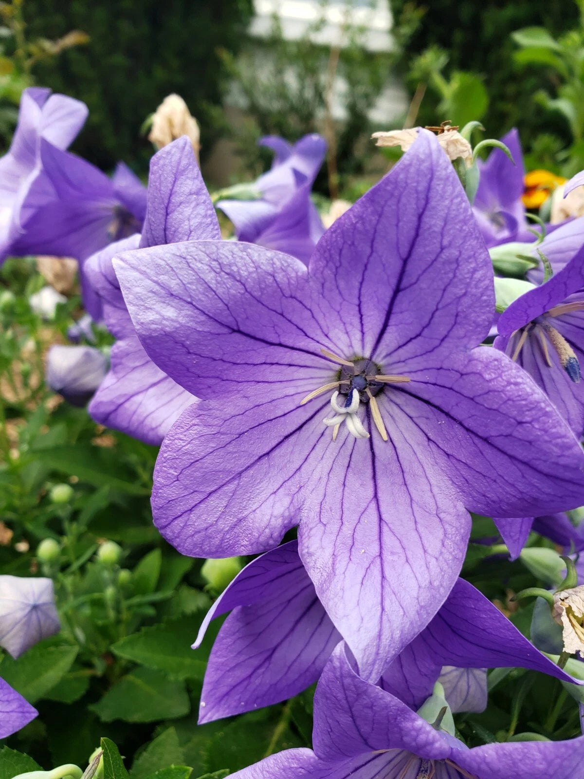 Balloon Flower Seeds 50+ Count Blue Platycodon Grandiflorus