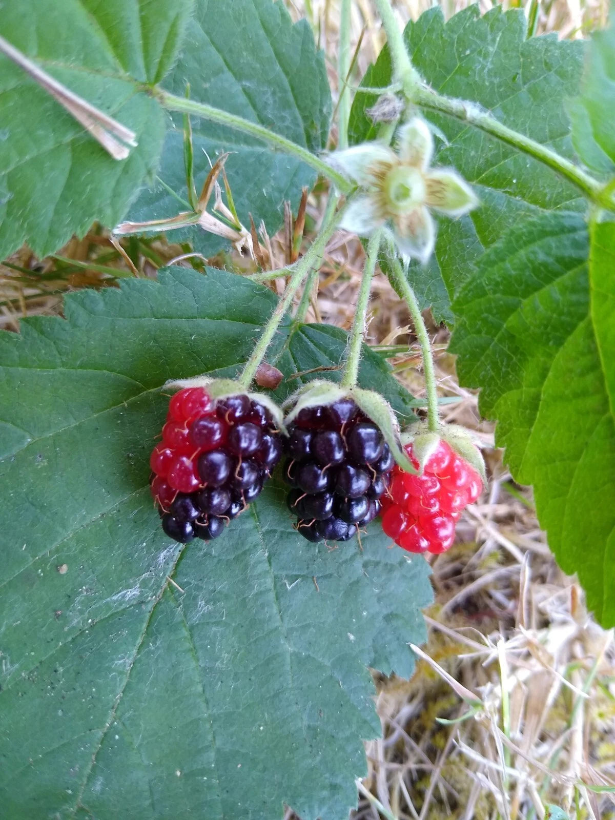 California Blackberry Plants - x3 Bare Root Organic - Rubus ursinus - Natural Food High in Vitamin C