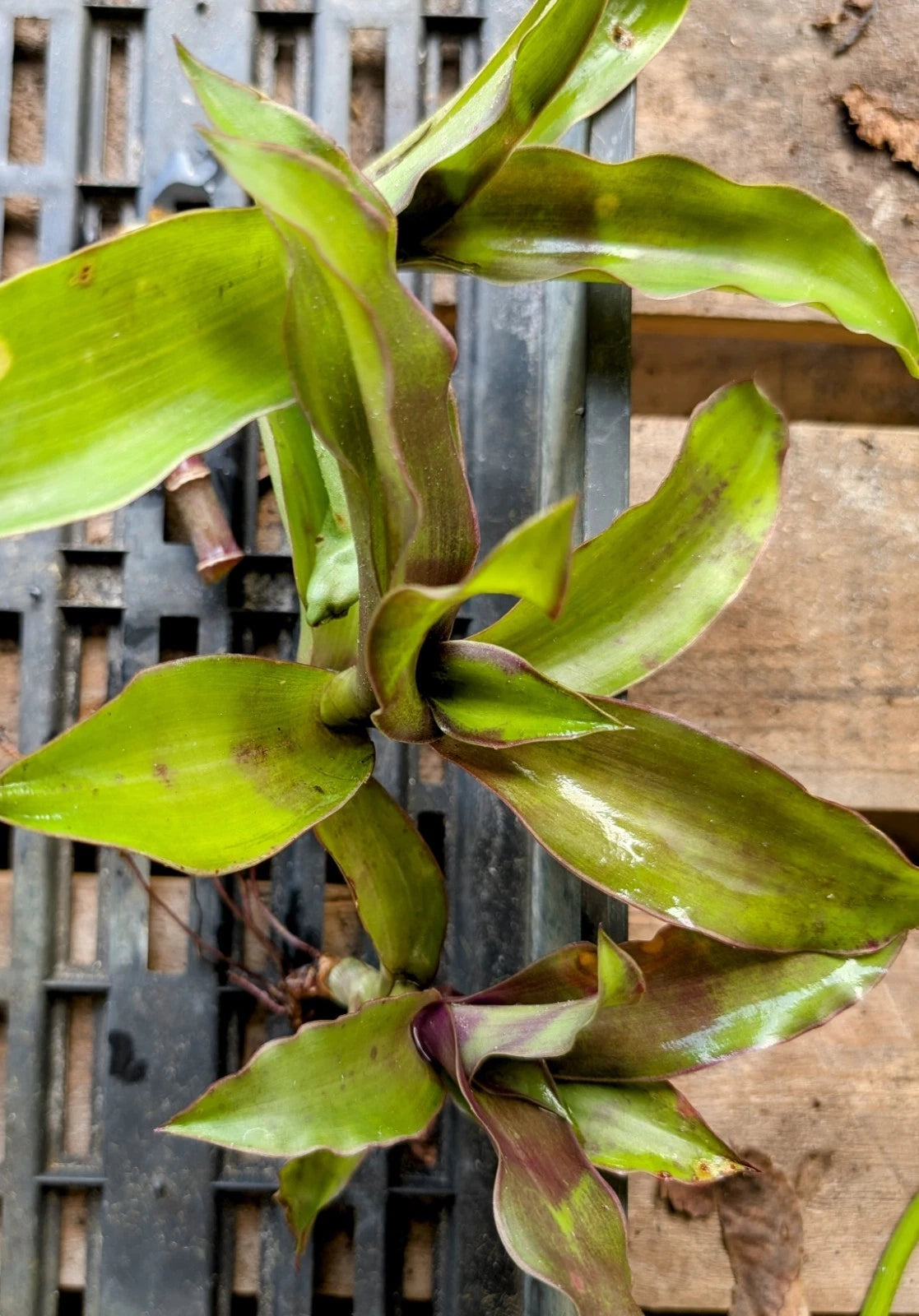 5 Basket Plant Cuttings - Callisia fragrans Pups - Live False Bromeliad Plant