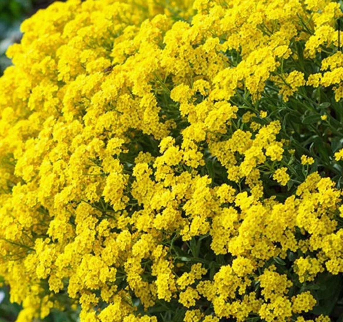 Alyssum Basket of Gold Seeds - 200+ Seeds - Free Shipping - Low Growing Flower Seeds (Lobularia maritima)