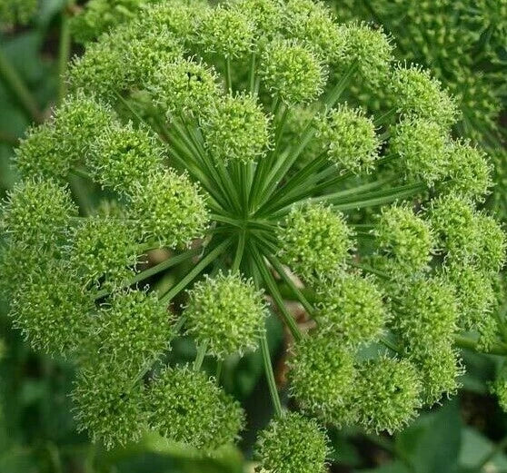 Angelica Seeds 100+ for Growing Archangelica Herb Garden Culinary - Free Shipping