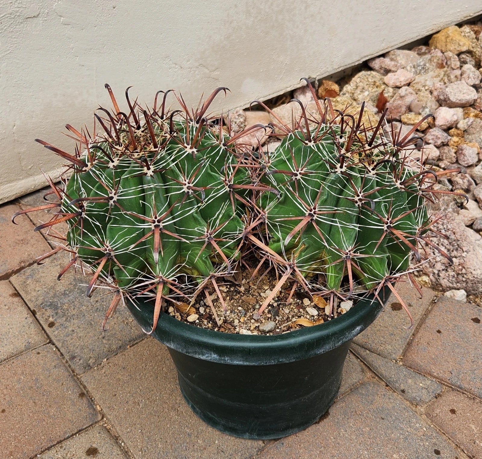 double headed succulent Live Rooted Double Headed Ferocactus Herrerae Twisted Barrel Cactus Plant, Unique Succulent for Home Decor and Gardening – Jayme Garden