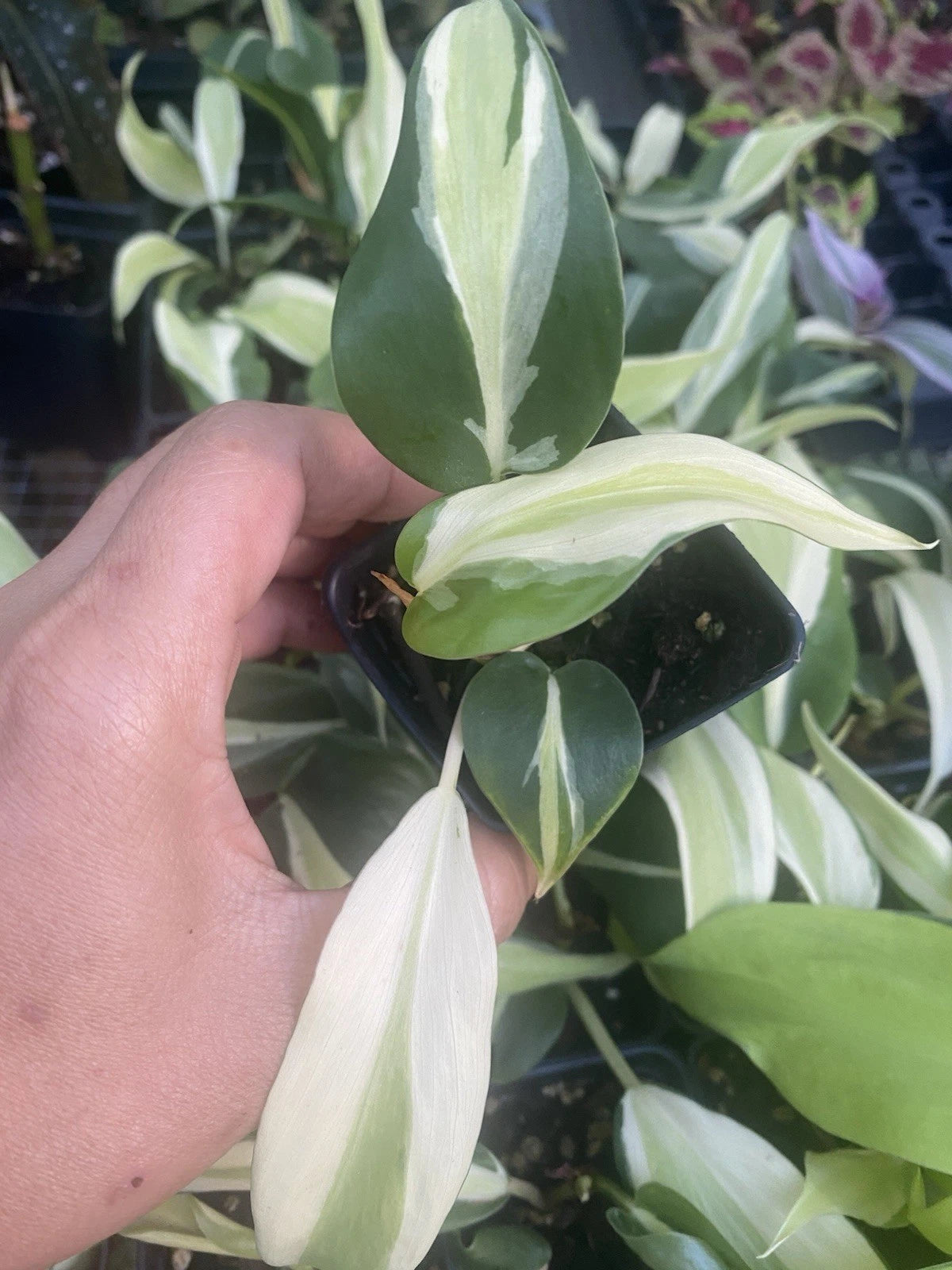 philodendron hederaceum silver stripe Philodendron Silver Stripe Live Houseplant in 2 Inch Pot