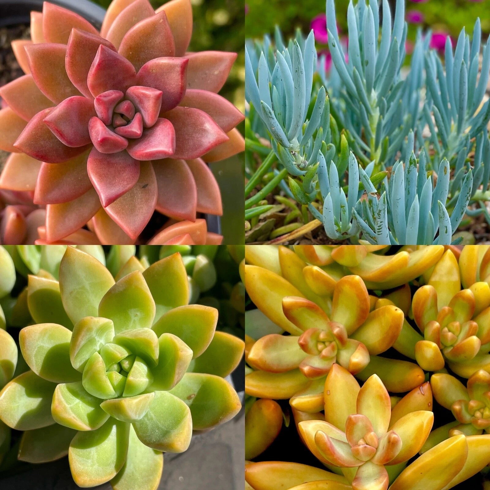 rainbow succulent plant Rainbow Succulent Bundle - 4 Colorful Live Succulents/Cuttings - Assorted Varieties