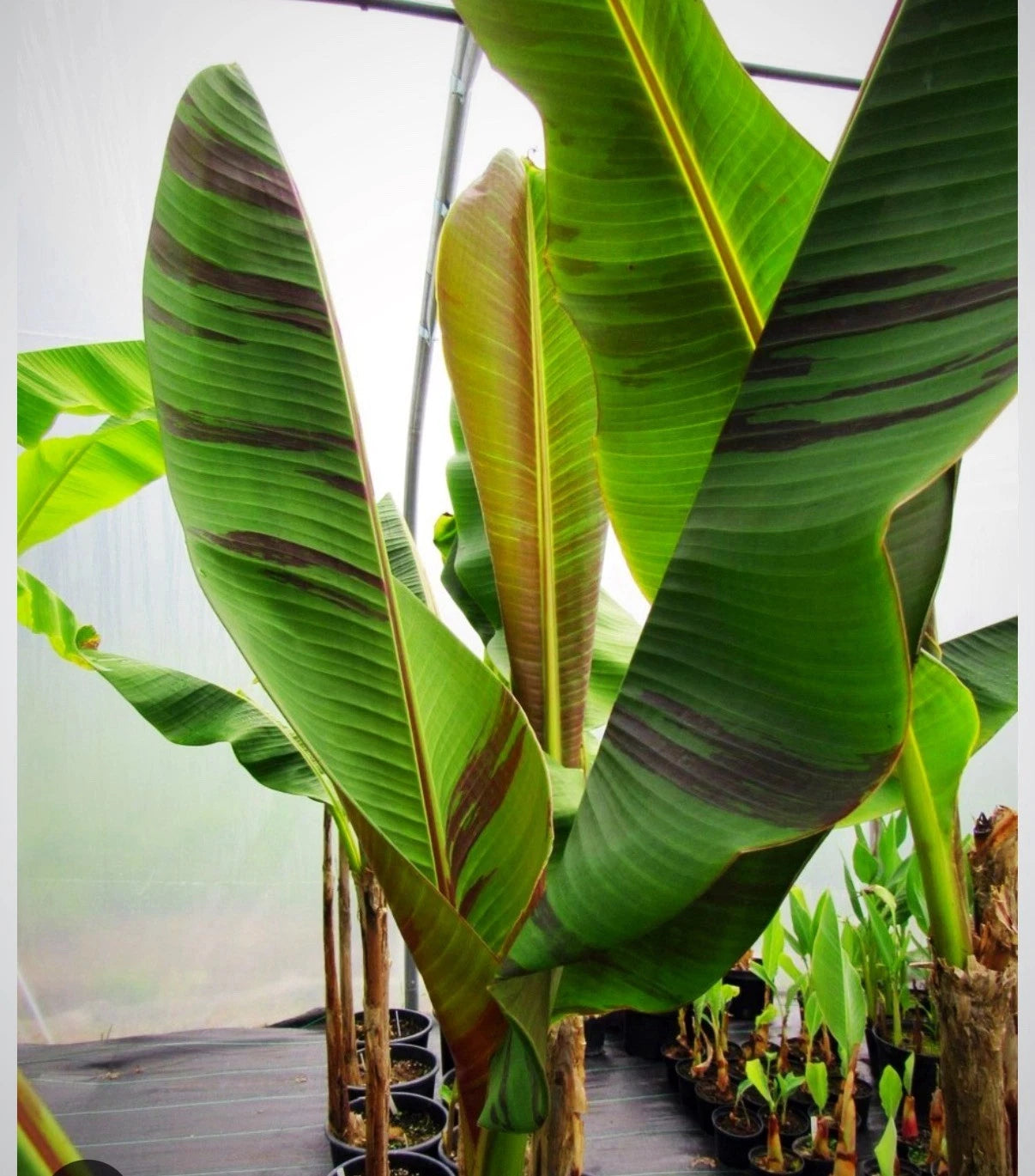 Bordelone Banana Plant - Live Rooted Plug - Rare Edible Variety - Musa spp.