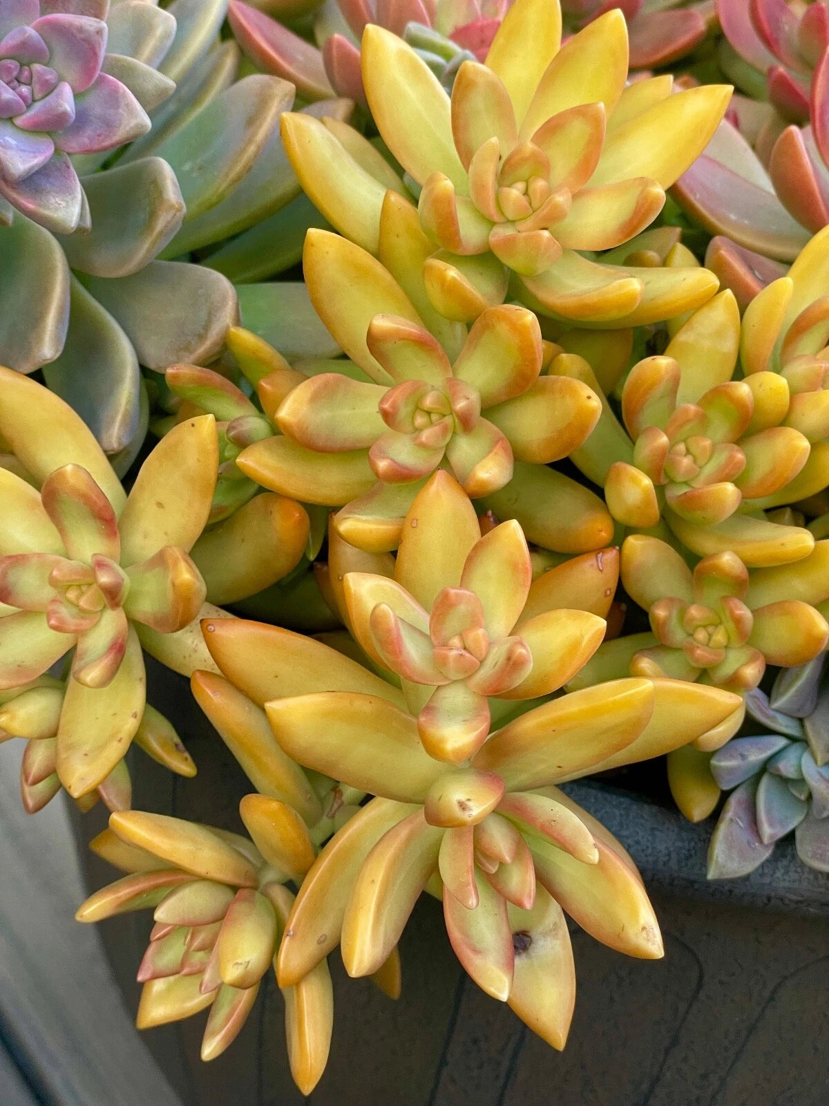 2 inch succulent plants Rare Succulent Cutting 2-Inch Sedum Nussbaumerianum Orange Delight Live Plant – Jayme Garden