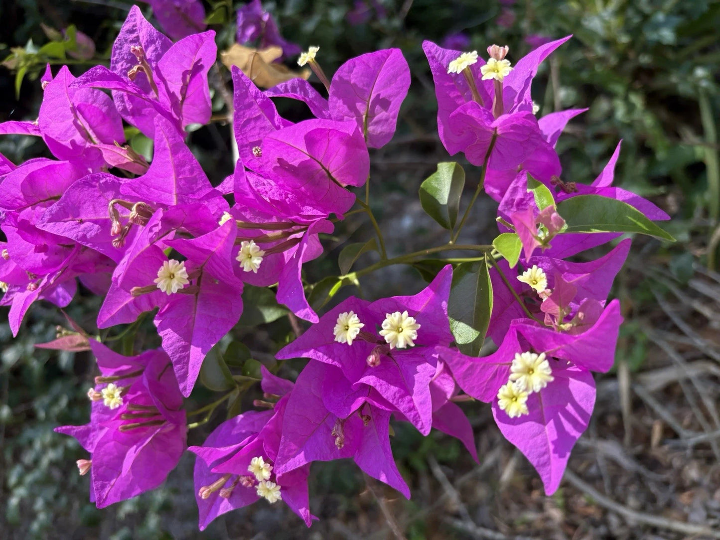Bougainvillea Cuttings - 6 Purple Lavender Stem Cuttings - Bougainvillea spp.