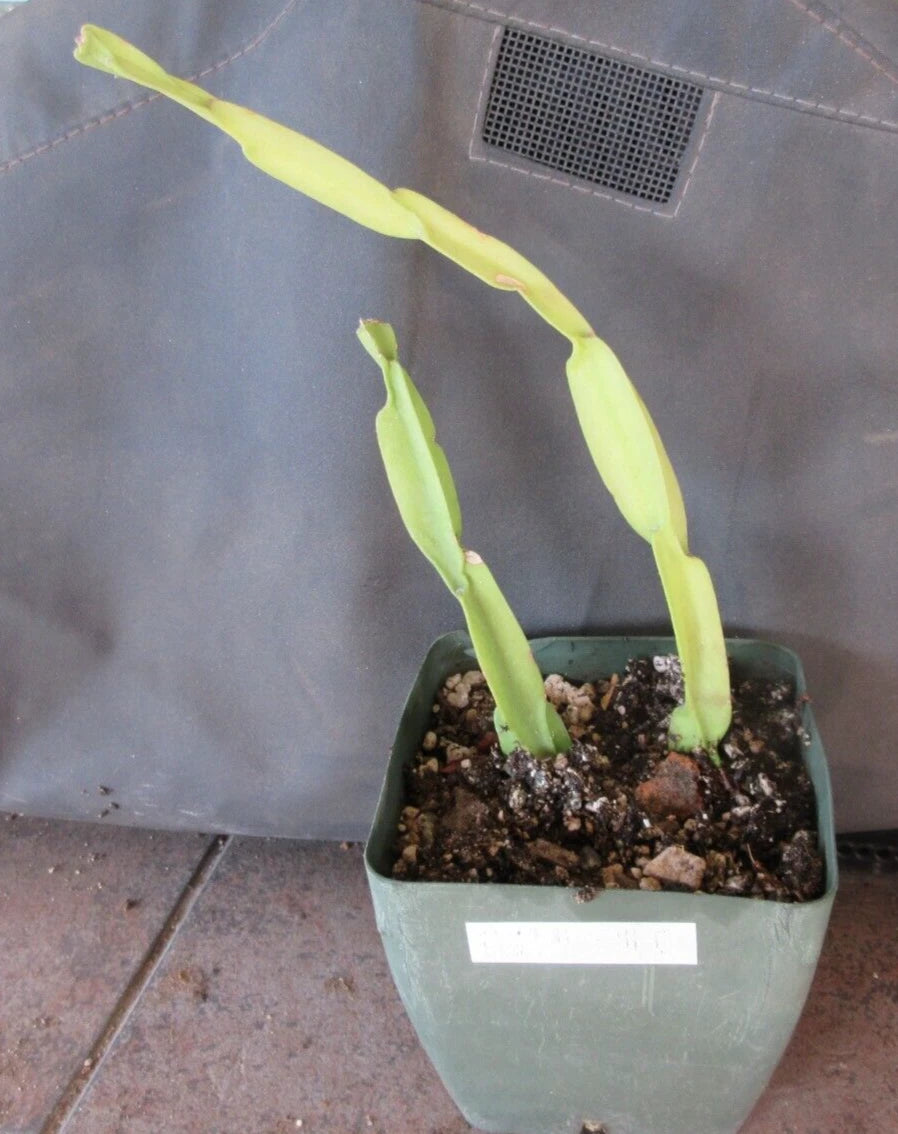 Rhipsalis paradoxa Cuttings - 2 Rooted Succulent Plants - Cactus Variety - Tropical Indoor Plant