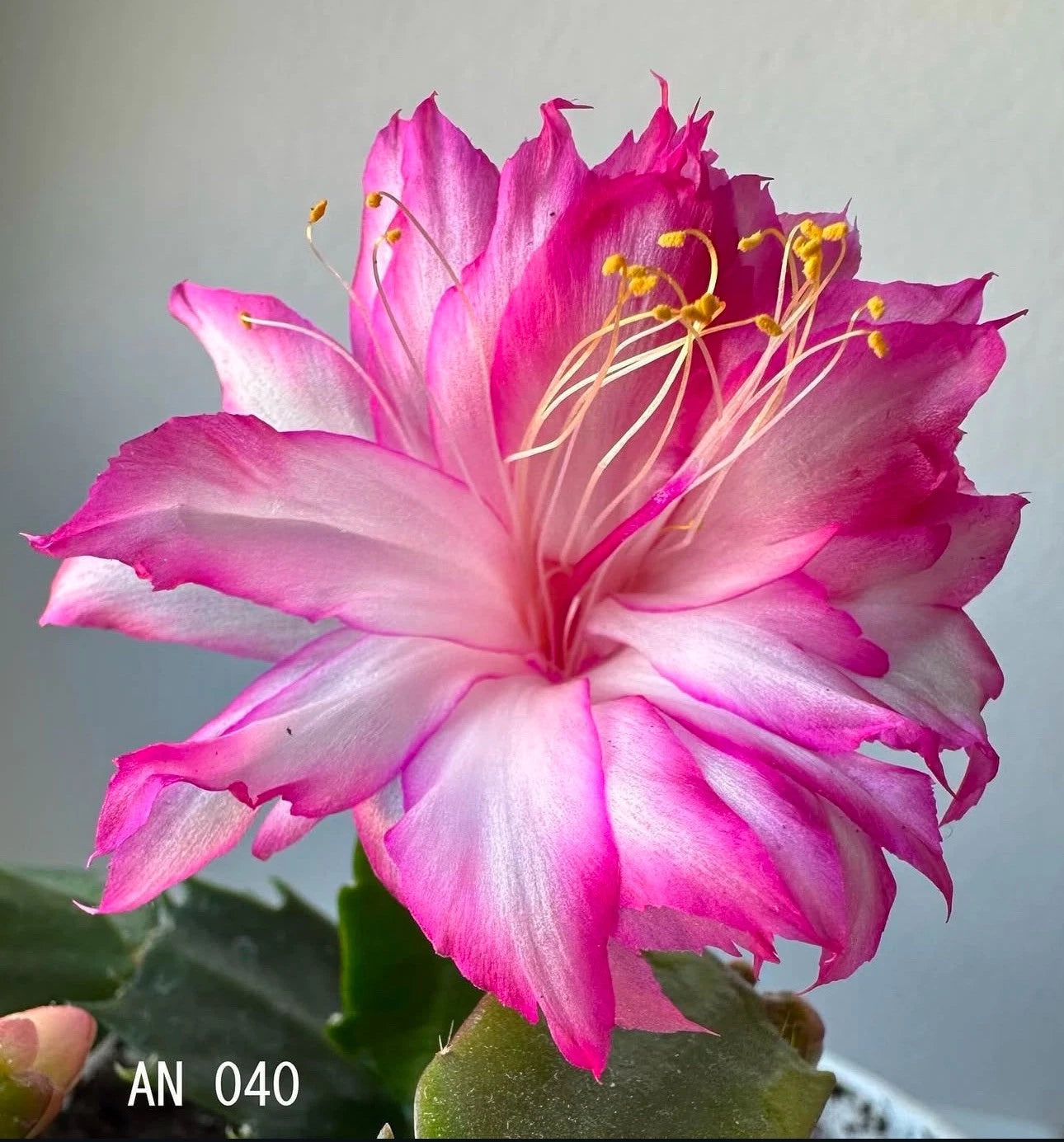 plant cuttings schlumbergera christmas cactus succulent indoor houseplant Schlumbergera Rooted Segments - Christmas Cactus Plant Cuttings - AN 040