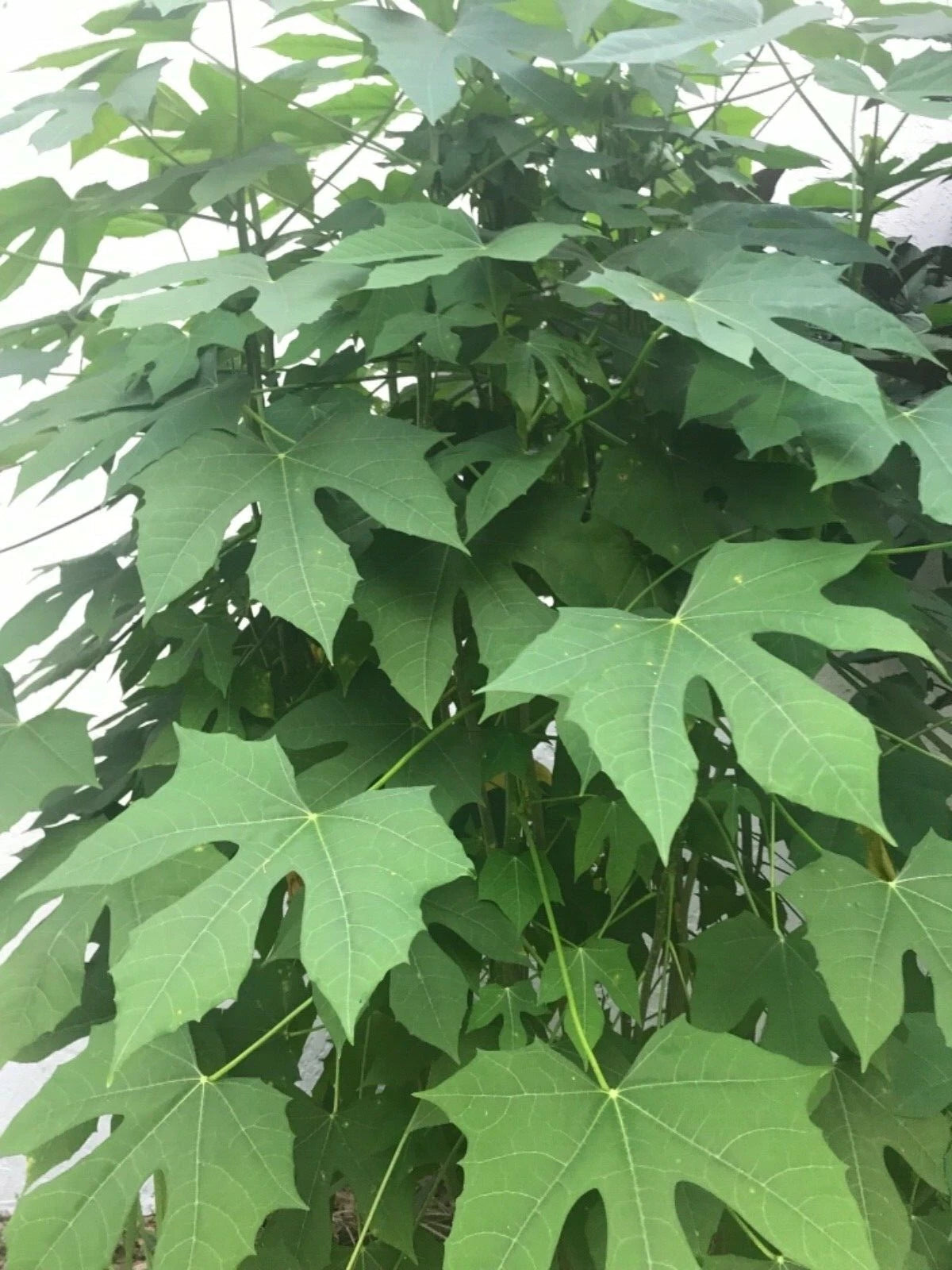 Chaya Cuttings - Organically Grown Spinach Cuttings - Easy to Root Plant - Cnidoscolus aconitifolius