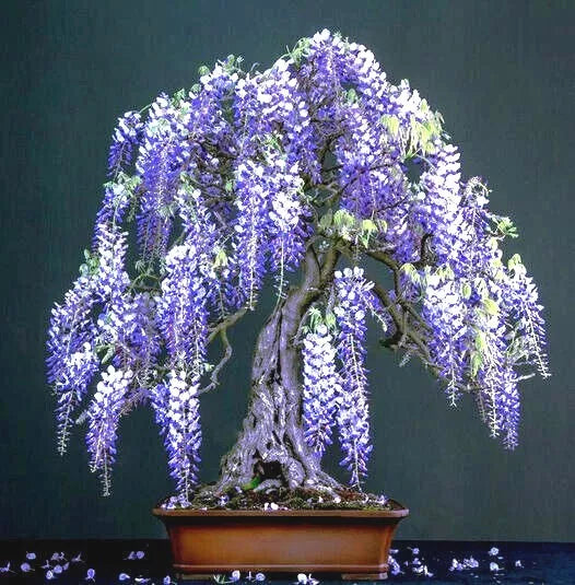 Chinese Blue Wisteria Seeds - 10 Pack - Fast Flowering Hardy Vine - Wisteria sinensis