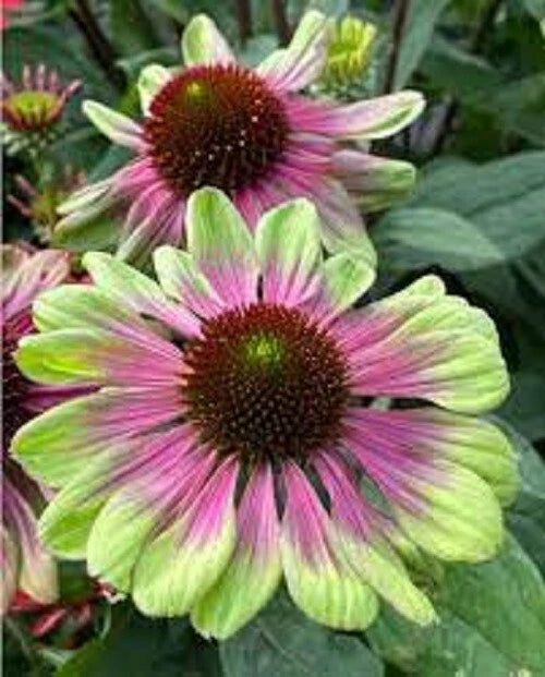 50 Pink Green Coneflower Seeds - Echinacea Purpurea Perennial Flowers - USA Grown, Easy to Plant