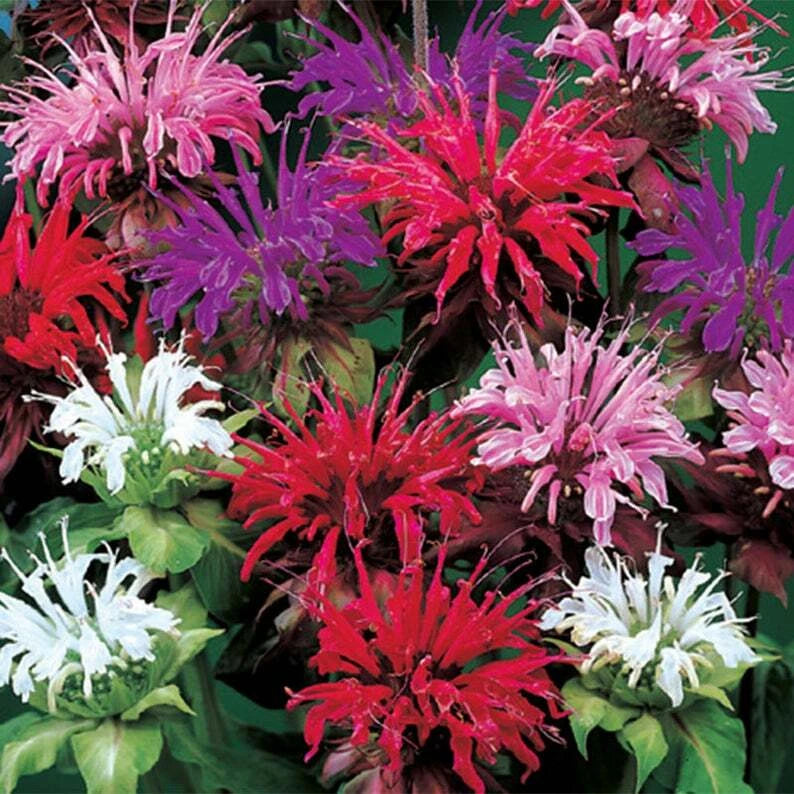 Bee Balm Seeds - 100 Count - Purple Pink White Hummingbird Flower Seeds - Monarda didyma