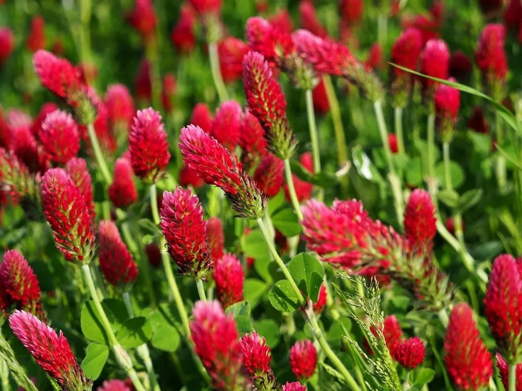 Crimson Clover Seeds - 200+ Red Flower - Trifolium Incarnatum - Annual - USA - Free Shipping