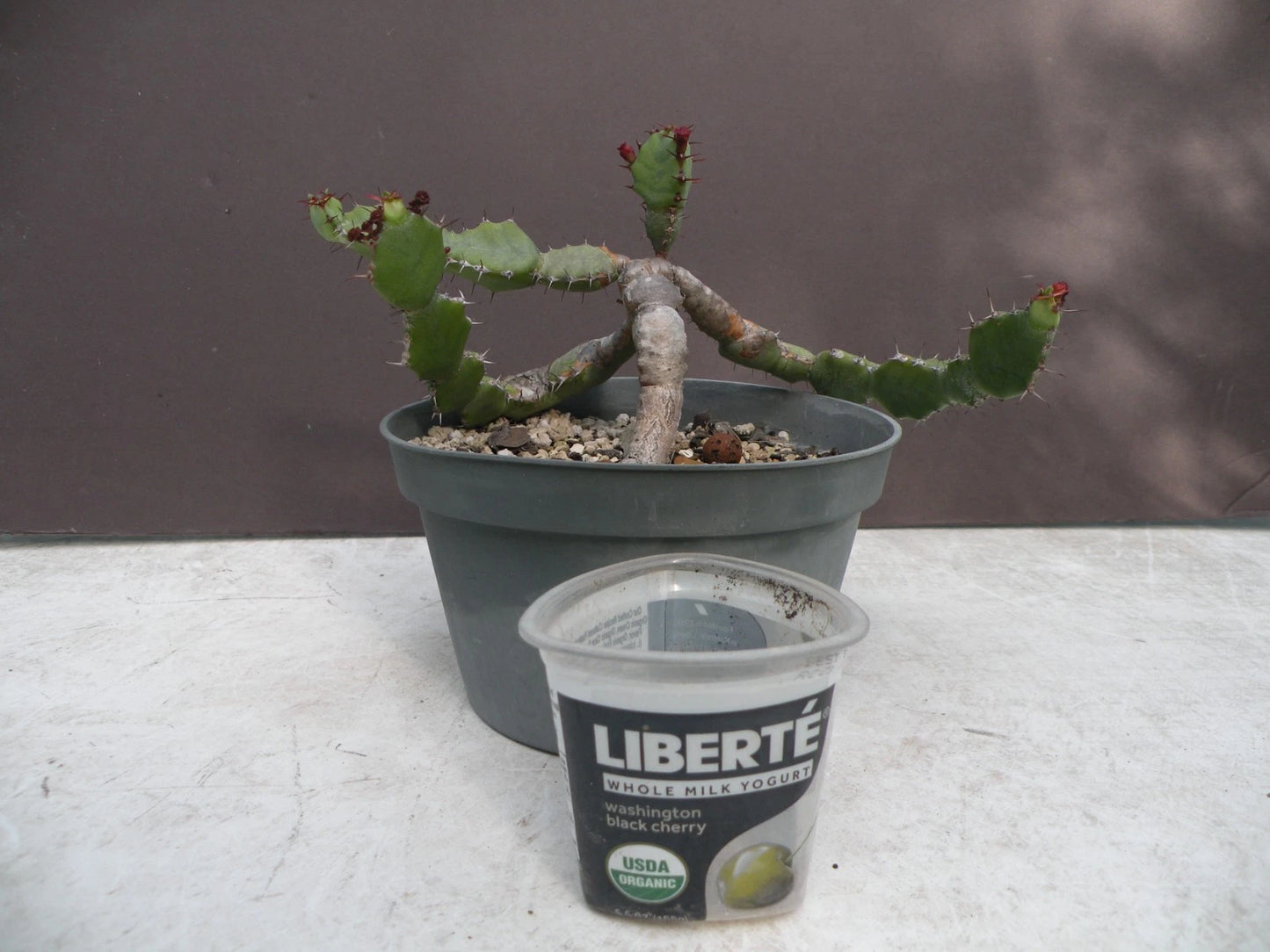 Euphorbia opuntioides Plant - 12-Year-Old Cutting - Unique Succulent Variety for Home Garden Decor