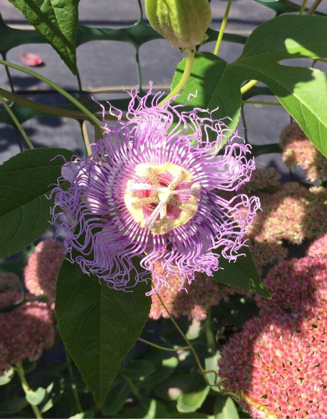 Live Potted Maypop Vine – Rare Exotic Passionflower – Passiflora incar –  Jayme Garden