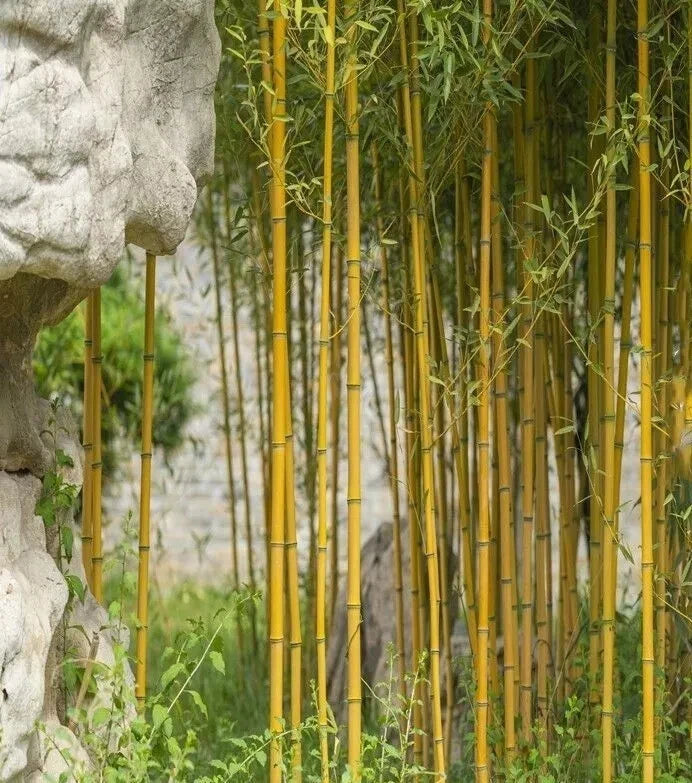 Golden Bamboo Seeds - 7 Pack | Yellow Crookstem Bamboo | Cold Hardy Plant for Home Decoration | Phyllostachys aurea