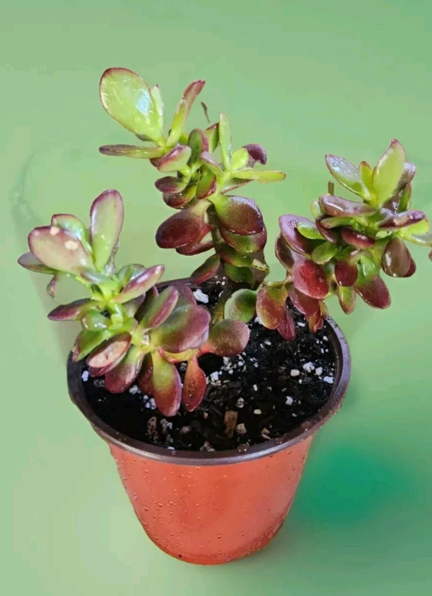 Jade Plant Bare Root - Crassula Ovata - Indoor/Outdoor Succulent - Good Fortune & Energy Plant - Central Coast California