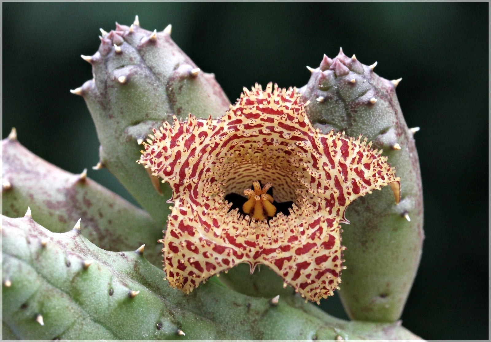 huernia succulent Huernia Erinacea Plant in 3.5" Pot | Rooted Succulent