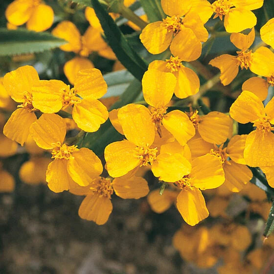 Mexican Mint Marigold Seeds - 100+ Seeds - Tagetes lucida - Spanish Tarragon Herb - USA