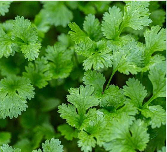 Cilantro Seeds 500 Count | Coriander Seeds | Asian Variety | Herb Garden Seeds