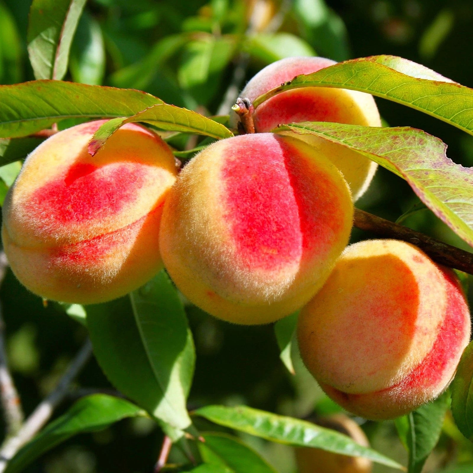 Nemaguard Peach Tree Seeds