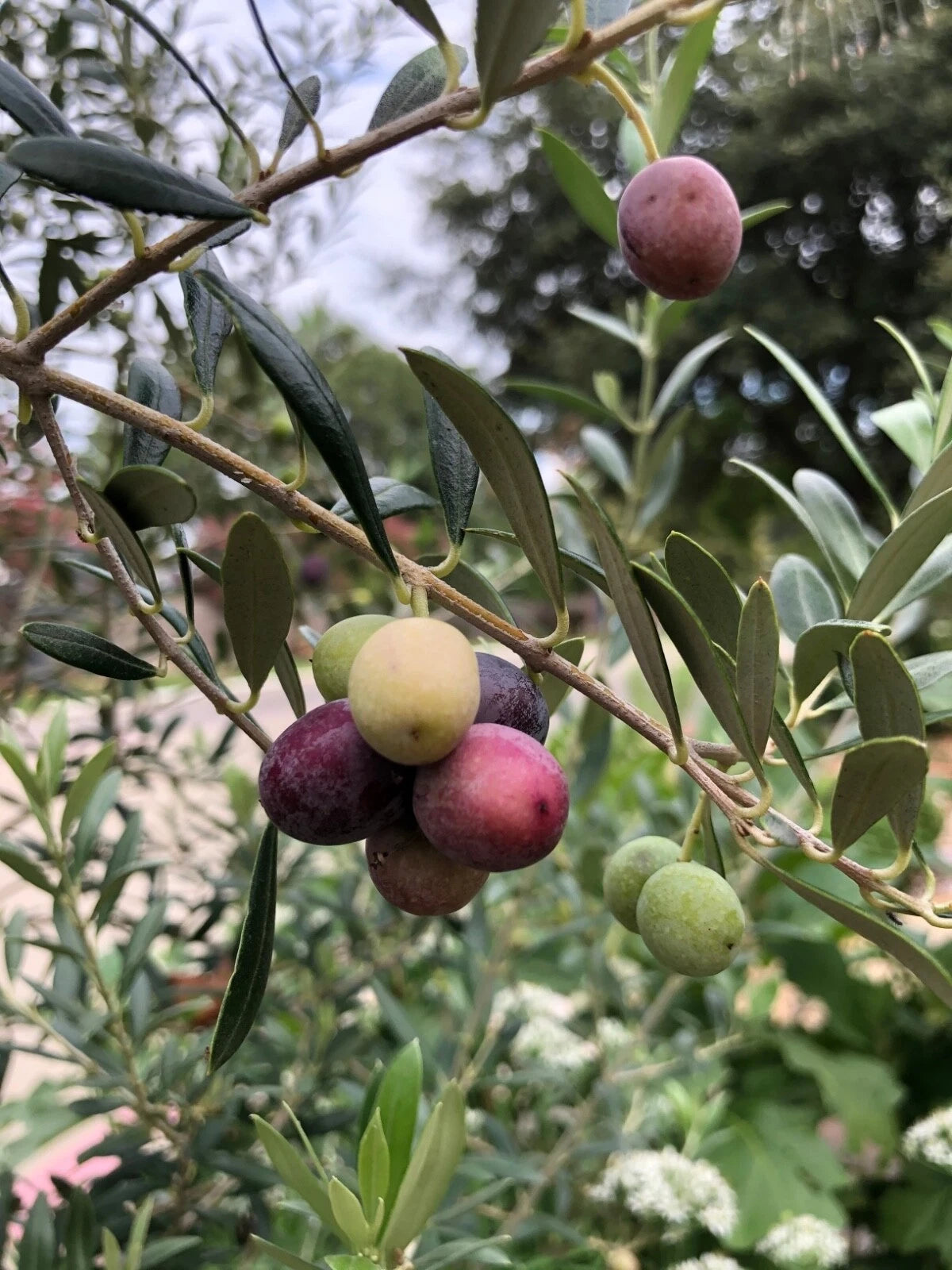 Organic Olive Tree Starter Plant - Arbequina Variety - Healthy Well Rooted - 6-10" in 2.5"x3.5" Pot - Olea europaea