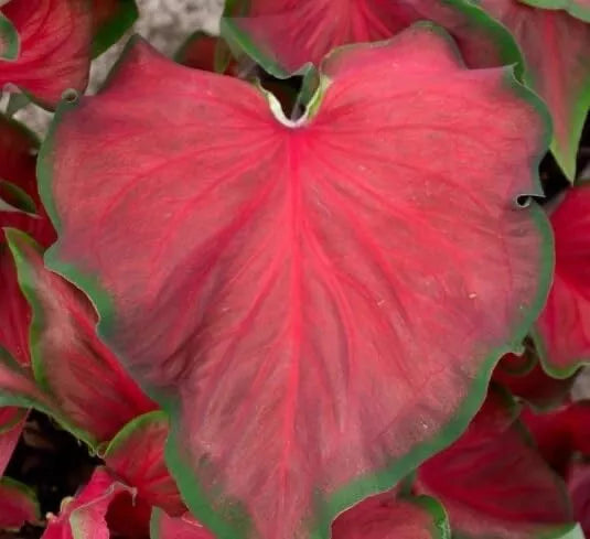 Caladium Bulbs 6 Pack Red Ruffles Perennial Planting - Caladium bicolor