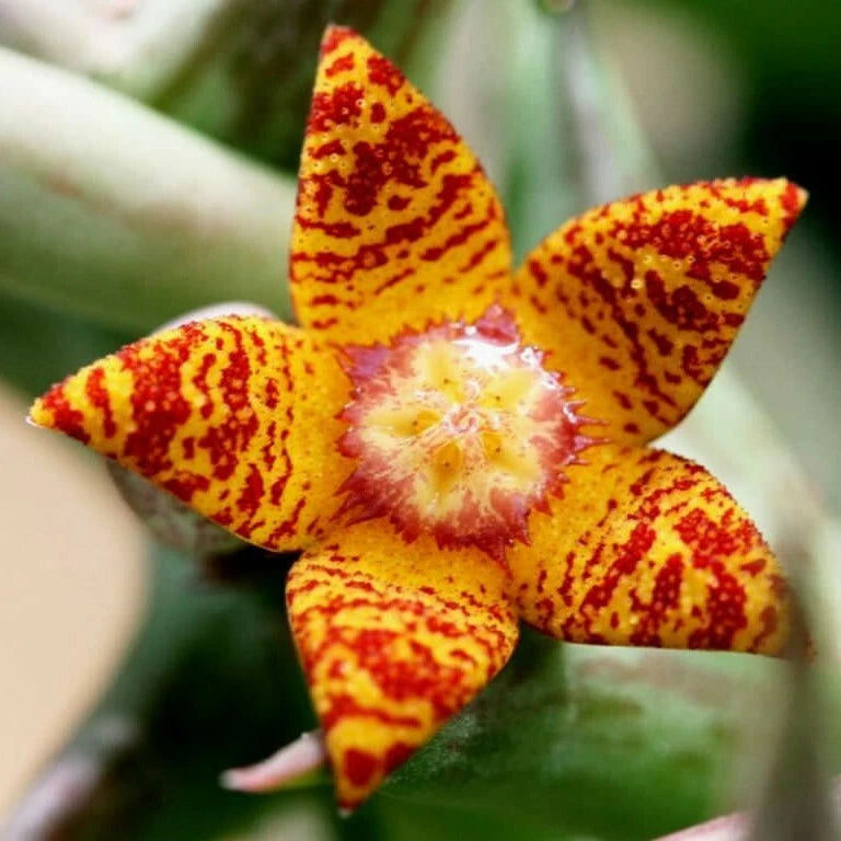 carrion succulent Orbea Schweinfurthii Orange Carrion Flower in 3.5" Pot