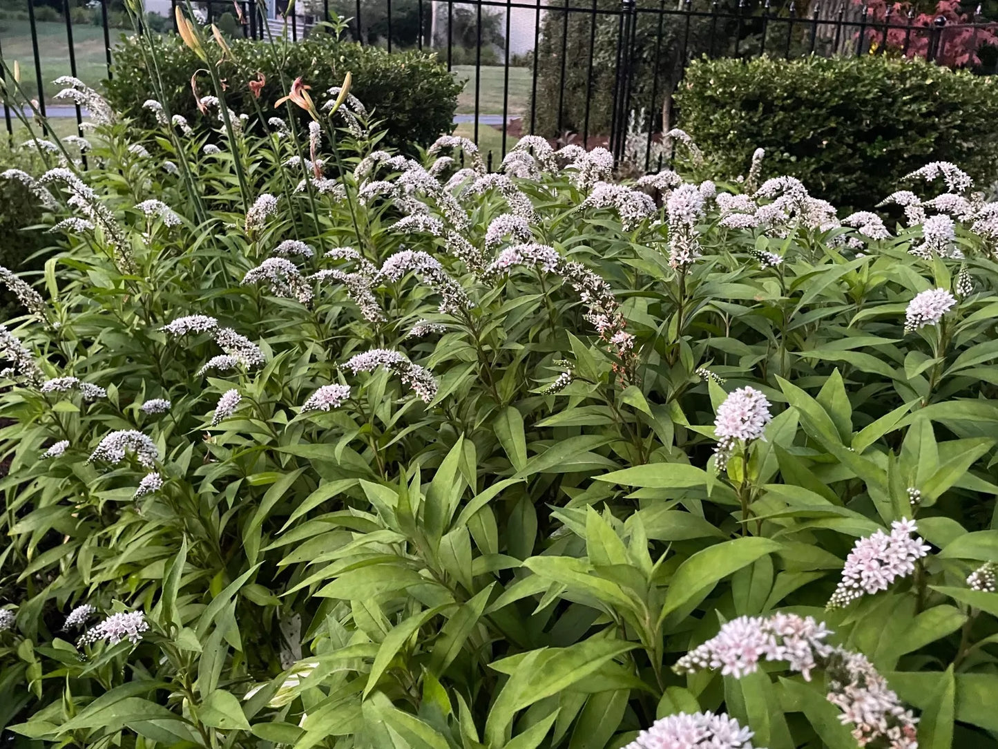 12 Bare Root Gooseneck Loosestrife Perennial Plants - White Flowering Shrub for Gardens (Lysimachia clethroides)