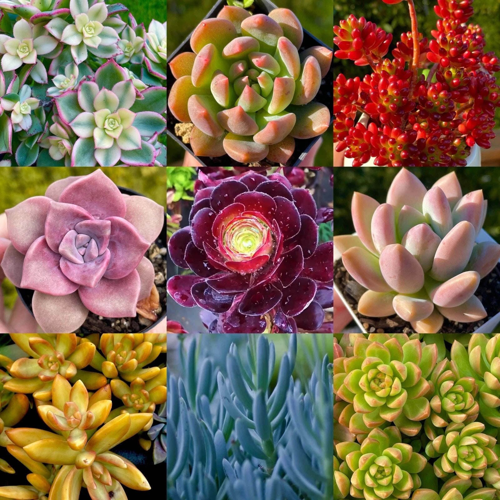 Rainbow Succulent Bundle - 9 Colorful Live Succulents/Cuttings