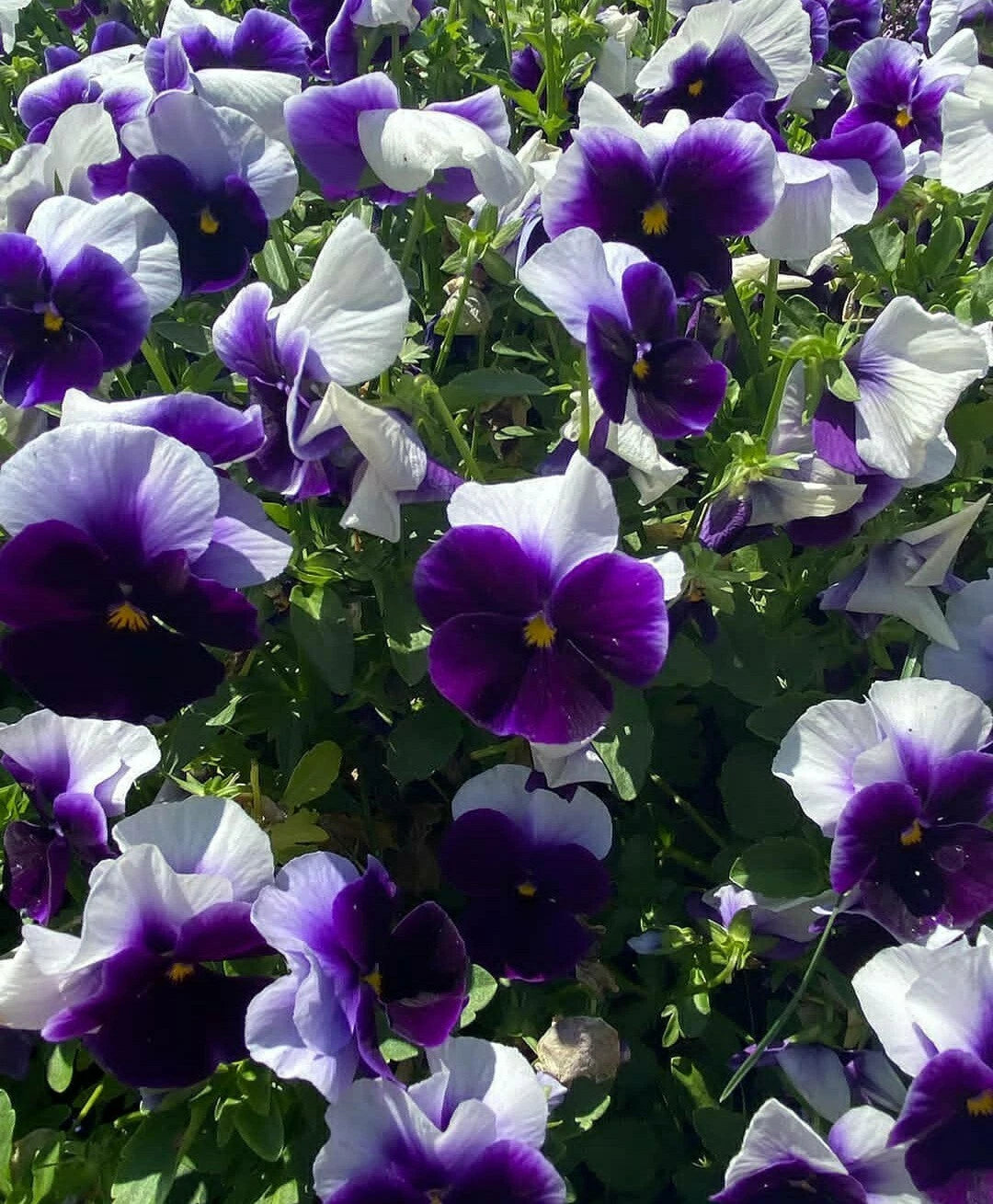Pansy Seeds 50-Pack, Beaconsfield Variety, Viola Flower Seeds for Garden Planting