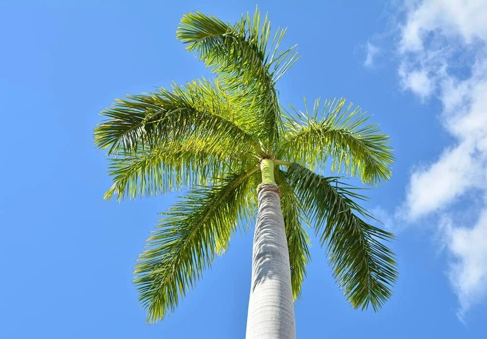 garden seeds regina Royal Palm Tree Seeds - 10 Pack for Planting - Roystonea regina