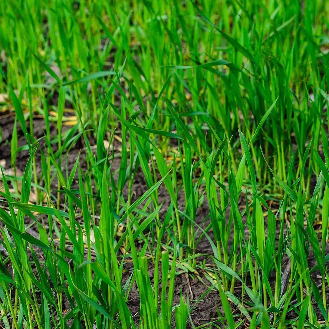 Rye Grass Seed - Fast Growing Cover Crop - Hardy Food Plot for Grazing - Secale cereale