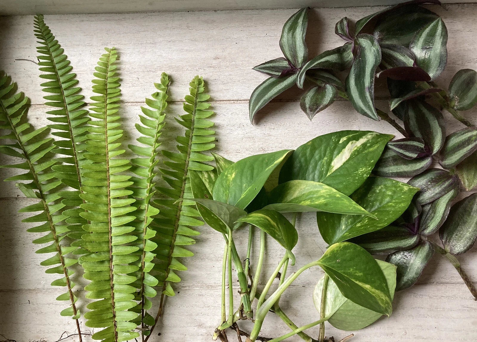 pothos wandering jew Rooted Plant Cuttings - 15 Variety Pack - Pothos, Ferns, Wandering Jew
