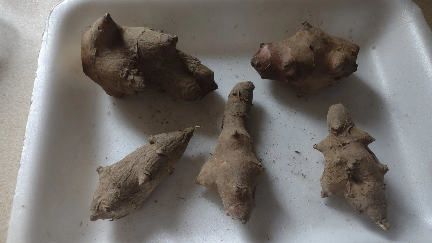 Jerusalem Artichoke Tubers 5 L.M. Red Organic Helianthus tuberosus for Planting